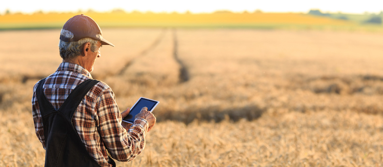 Farmer examinig wheat field status with digital tablet