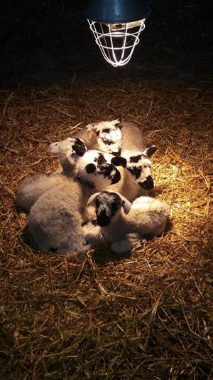 lambs-under-heat-lamp