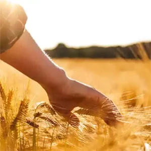 Farmers hand running over corn in a field on a golden summers day.