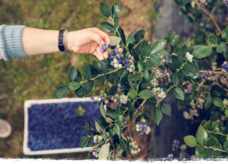 Berry Picking