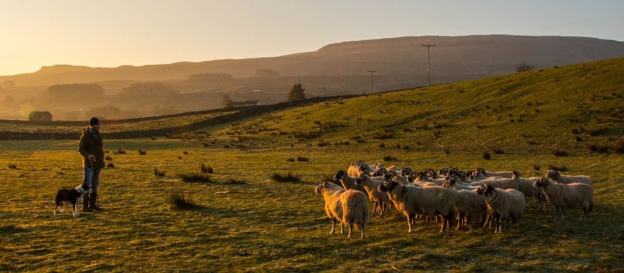 Spring Lambs are chosen as Certas Energy’s best UK farm life photo