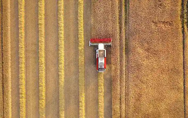 Farmer harvesting field in combinie harvester