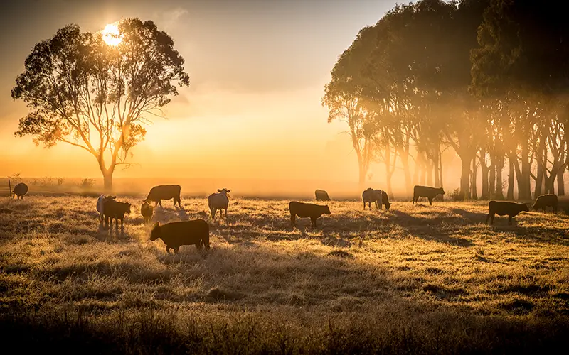 Cows in a field at sunrise.