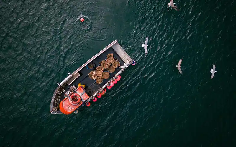 Birdseye view of boat at sea with seagulls flying around.