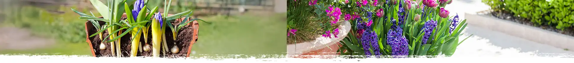 How To Create A Bulb Lasagne