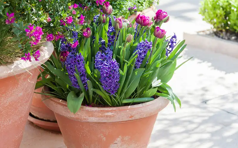 How To Create A Bulb Lasagne